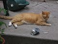 my drunkard pot smoking cat 