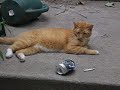 my drunkard pot smoking cat 