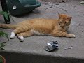 my drunkard pot smoking cat 