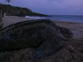 Leatherback Turtle