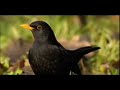 mozart songs als luise die briefe oiseaux abendempfindung