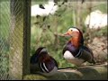 mozart songs als luise die briefe oiseaux abendempfindung