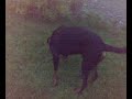 rottweiler rottweiler