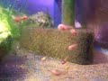 Paretroplus menarambo juveniles eating artemia Paretroplus menarambo juveniles eating artemia