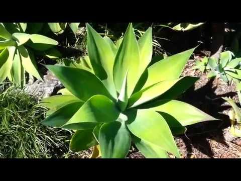 how to transplant agave attenuata