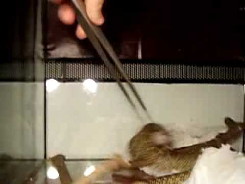 Florida king snake