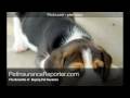 The Benefits Of Buying Pet Insurance For Your Furry Friend