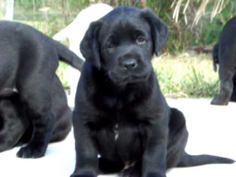 Black Labrador Puppies for sale in Florida Kodiak