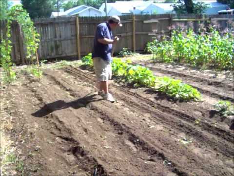 how to cook purple hull peas