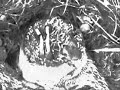 Neurosis & Jarboe - Within