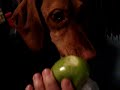 Sour Apple Vizsla