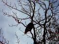 Eagle Call