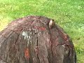 Cicadas BROOD X **Best close up Cicada** not a locust