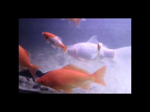 how to cure koi fungus