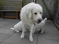 puppies bryza en hajduk belaslodka 24