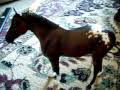 My New Breyer Horse Dove!