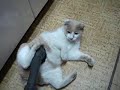The cat with the cleaner