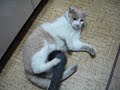 The cat with the cleaner