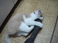 The cat with the cleaner