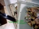 The Terrorpin From Outer Space