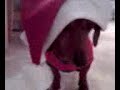 Santa dog