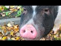https://youtu.be/NINALsc4100