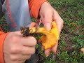 Mushroom hunting: Chanterelle