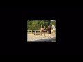 wilder Hengst wilder Hengst