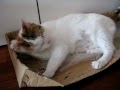 Pimprenelle loves cardboard boxes