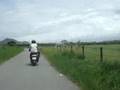 3 dogs 3 scooters - ST14