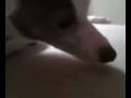 videos de Spider's Food Troubles