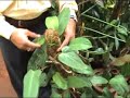 SRMAB Horticulture unit, Bangalore - plant varieties SRMAB Horticulture unit, Bangalore - plant varieties