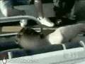 Joey Greco Gets Stabbed