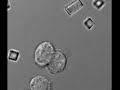 Cellular uptake of PRINT micro- and nano-particles Cellular uptake of PRINT micro- and nano-particles