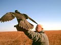 Oklahoma Falconry Oklahoma Falconry
