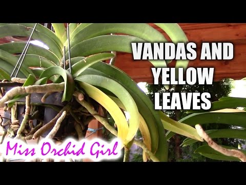 how to care vanda orchids