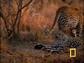 Leopard life style video.