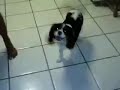 my dog eve