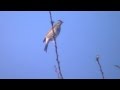 Olive-backed Pipit video