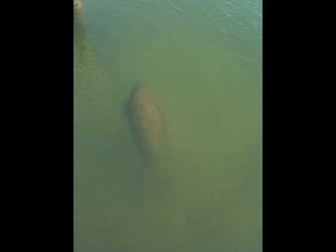 More Manatee Sightings