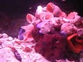 Zebra Cichlid Zebra Ciklet Balığı.avi