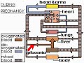 How the Body Works: Circulatory Changes at Birth