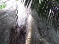 Chapter.11.Leaf Cutter Ants Chapter.11.Leaf Cutter Ants