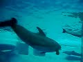 barbie-girl-aqua.html