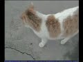 Gattone abruzzese cerca fidanzata.