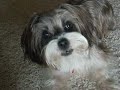 Dog Barks Loud