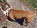 Zeiba Vs Lizard