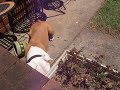 Zeiba Vs Lizard
