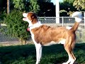Frisbee Frisbee