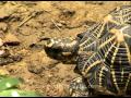 Striking star tortoise